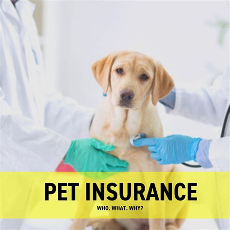 pet insurance without exam.